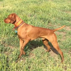 A Vizsla on point waiting for the handler hunter command to retrieve